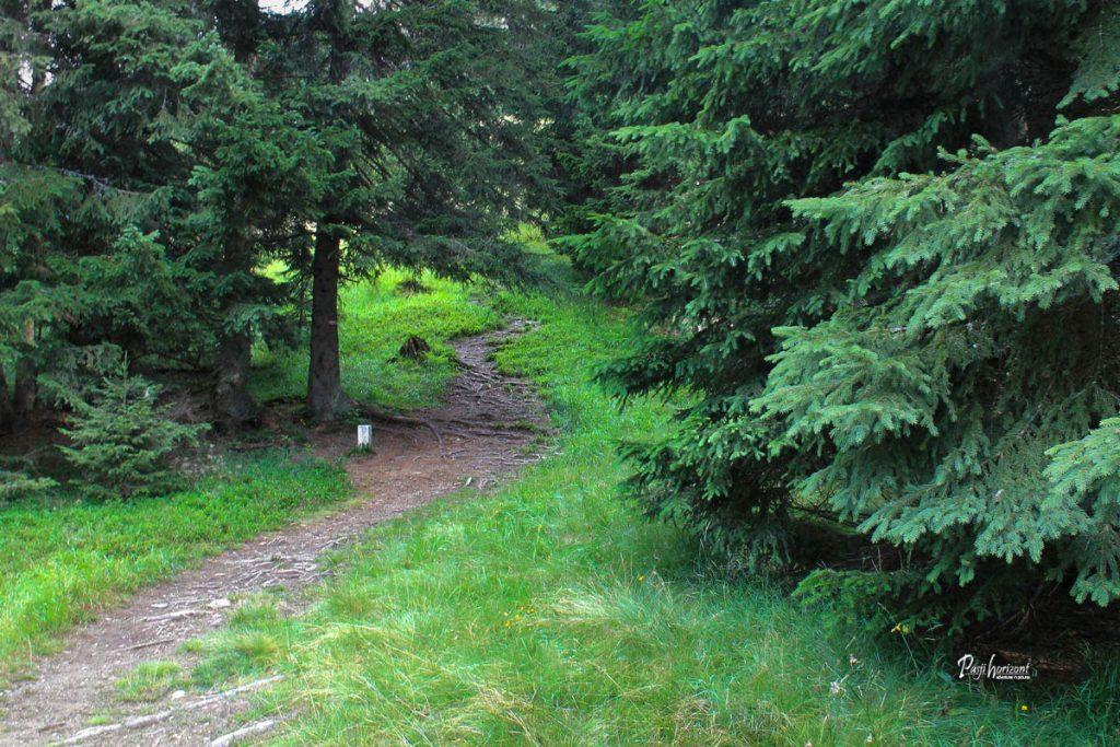 Ponovno skozi gozd proti zadnjemu delu poti, Pristovški storžič (Kärntner Storschitz)