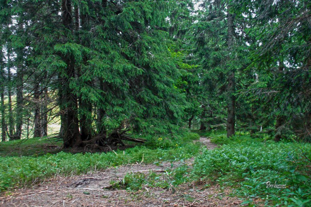Krožni povratek skozi gozd s Pristovškega Storžiča (Kärntner Storschitz)