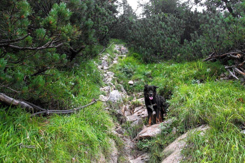 Strmejši skalni vzpon na Pristovški Storžič (Kärntner Storschitz)
