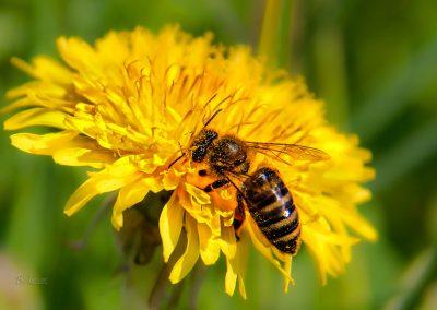 Čebela na regratovem cvetu