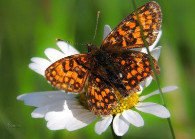 Metulj na Ivnščici