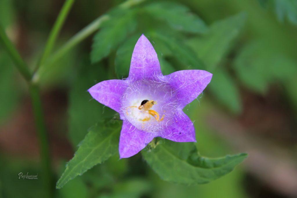 Gozdna flora ob poti Oplotniškega vintgarja