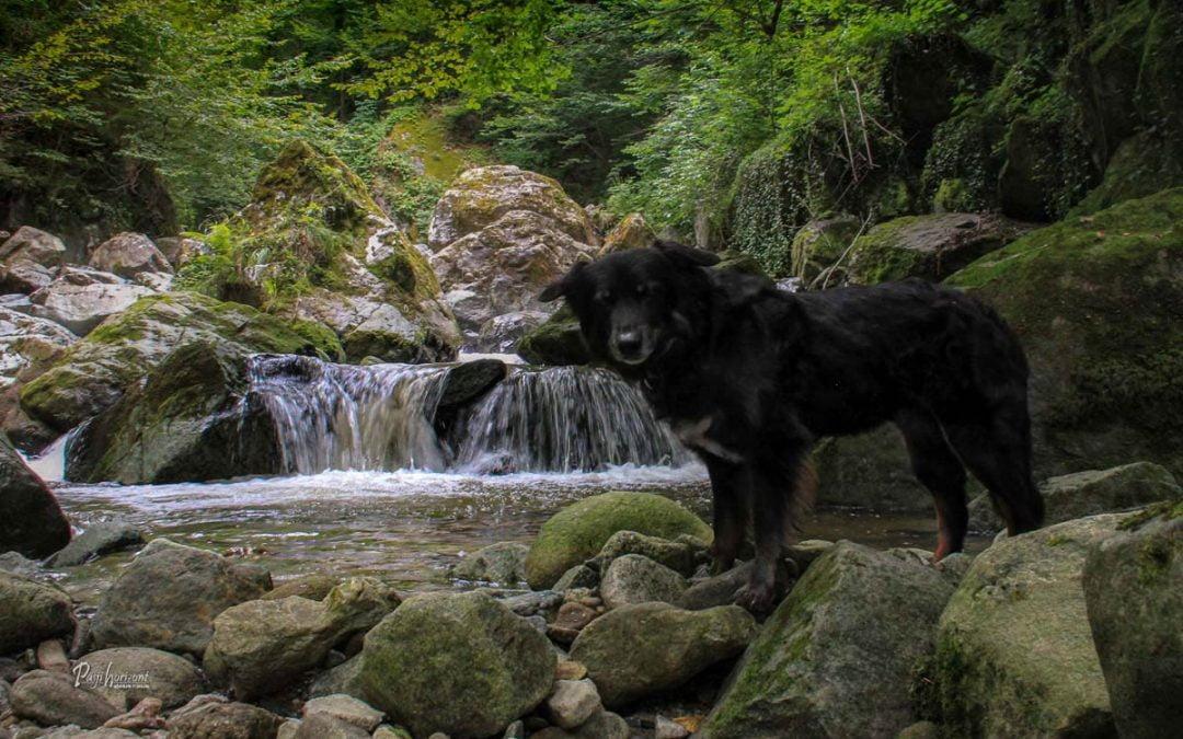 Oplotniški vintgar – gpx