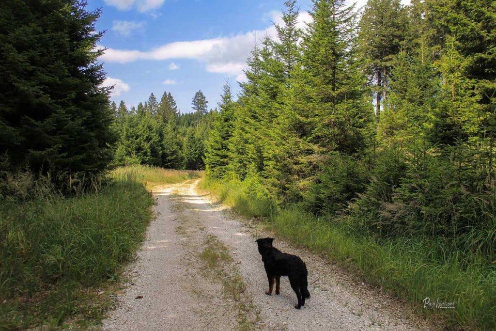 Del poti proti Črnemu jezeru