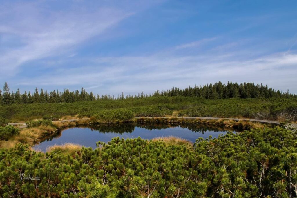 Lovrenško jezero med ruševjem na Pohorju