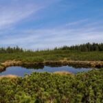 Lovrenško jezero med ruševjem na Pohorju