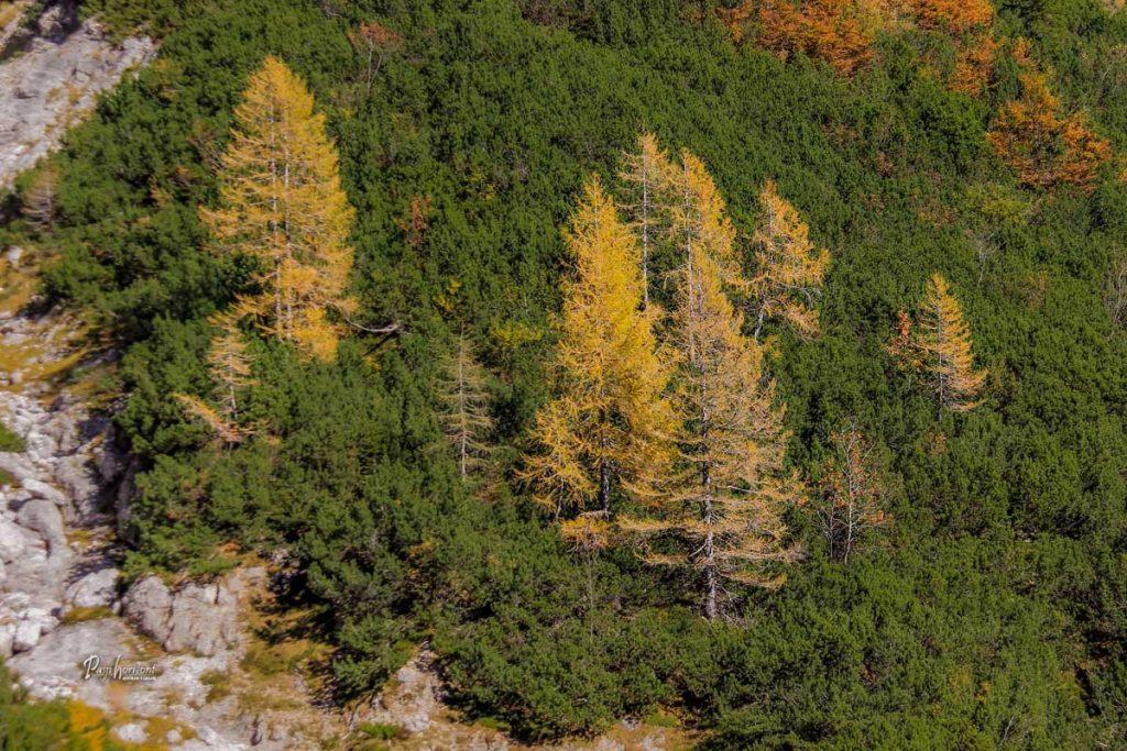 Še en pogled na macesne, ki izstopajo med smerekami in ruševjem