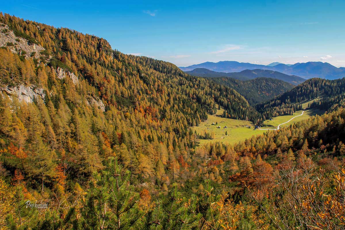 Odpre se razgled na planino Konjščica in miljavžent zlatih macesnov