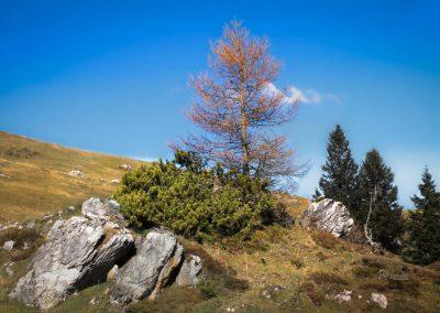 Jesenski macesen na Mali planini