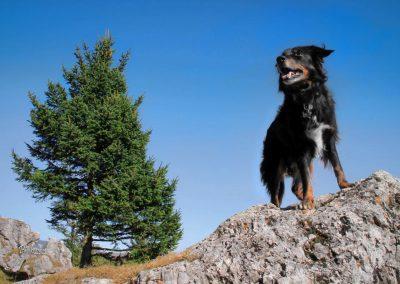 Pasji horizont, Mala planina