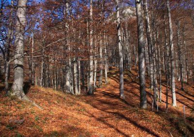 Bukov gozd na planini Kisovec