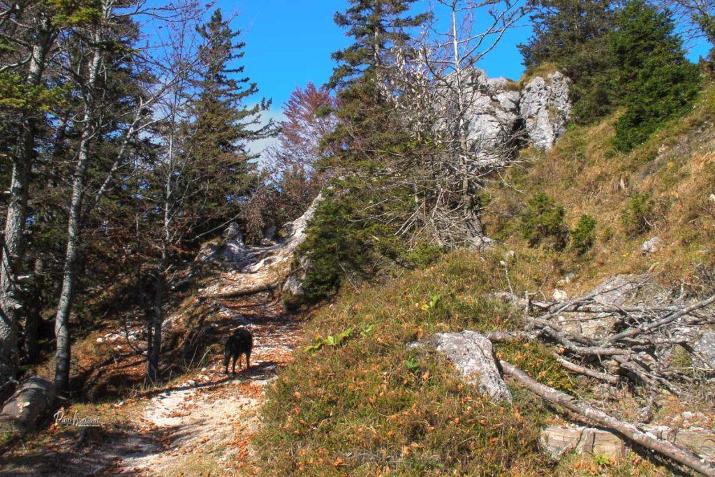 Pot nad Planino Kisovec proti Mali planini