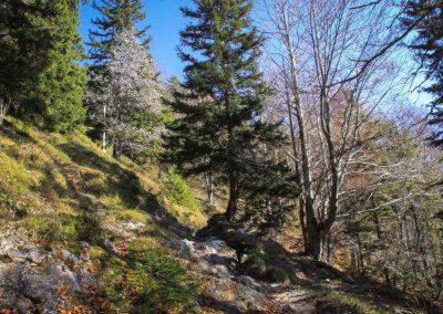 Pot na Malo planino s planine Kisovec