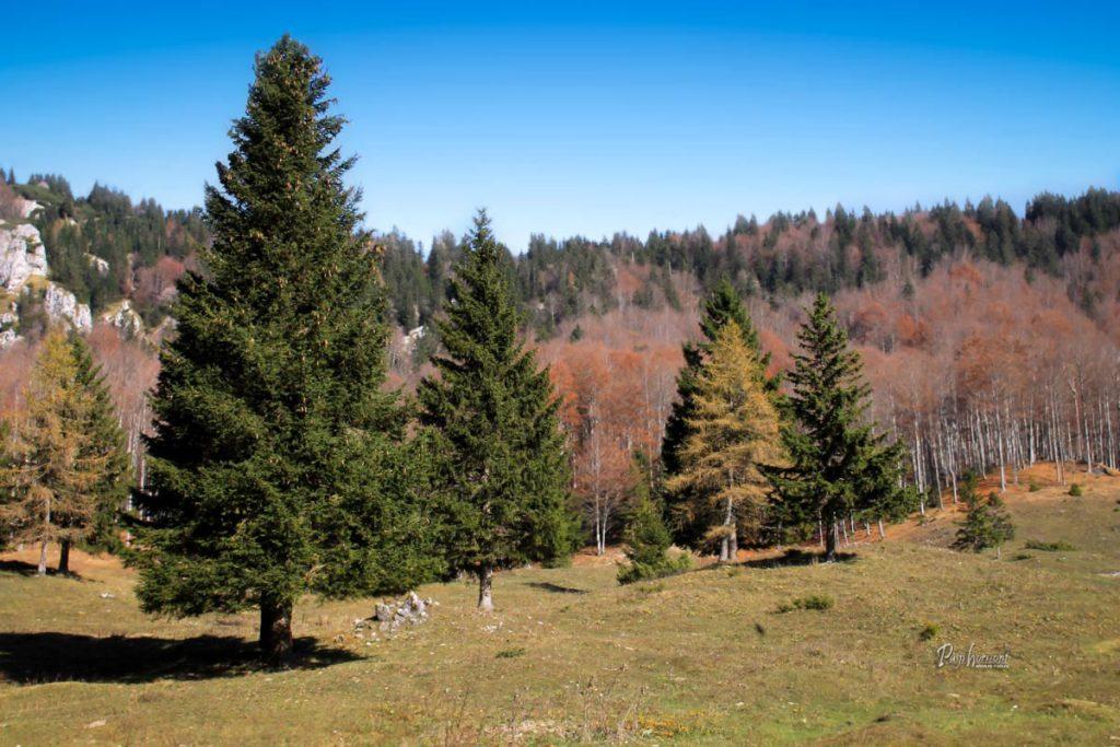 Jesenski gozd nad Planino Kisovec