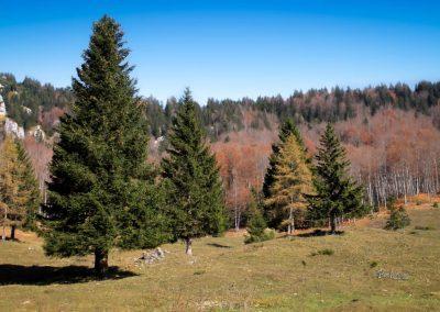 Planina Kisovec v smrekah