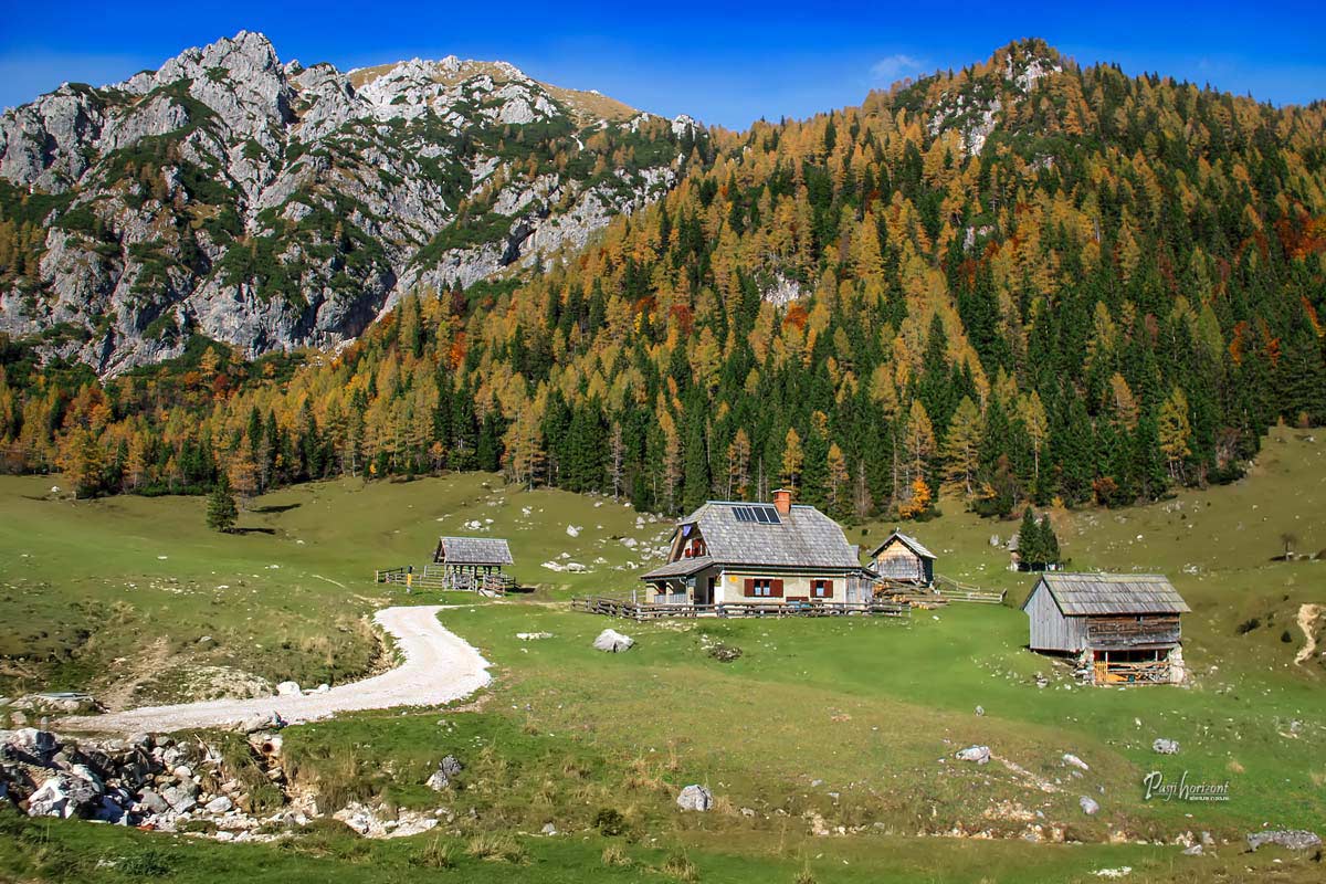 Jesenski macesni na Pokljuki – planina Konjščica