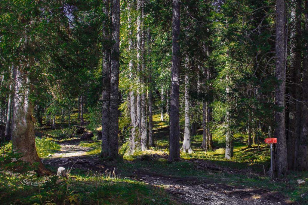 Pot skozi gozd za smučiščem Viševnik, Pokljuka