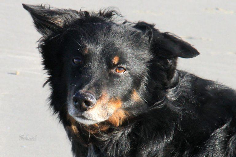 Pasji portret na plaži v Gradežu