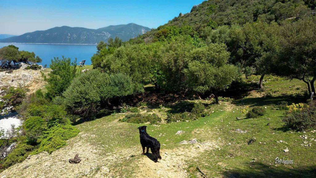 Pes na poti proti plaži sv. Blaž z morjem v ozadju na Cresu