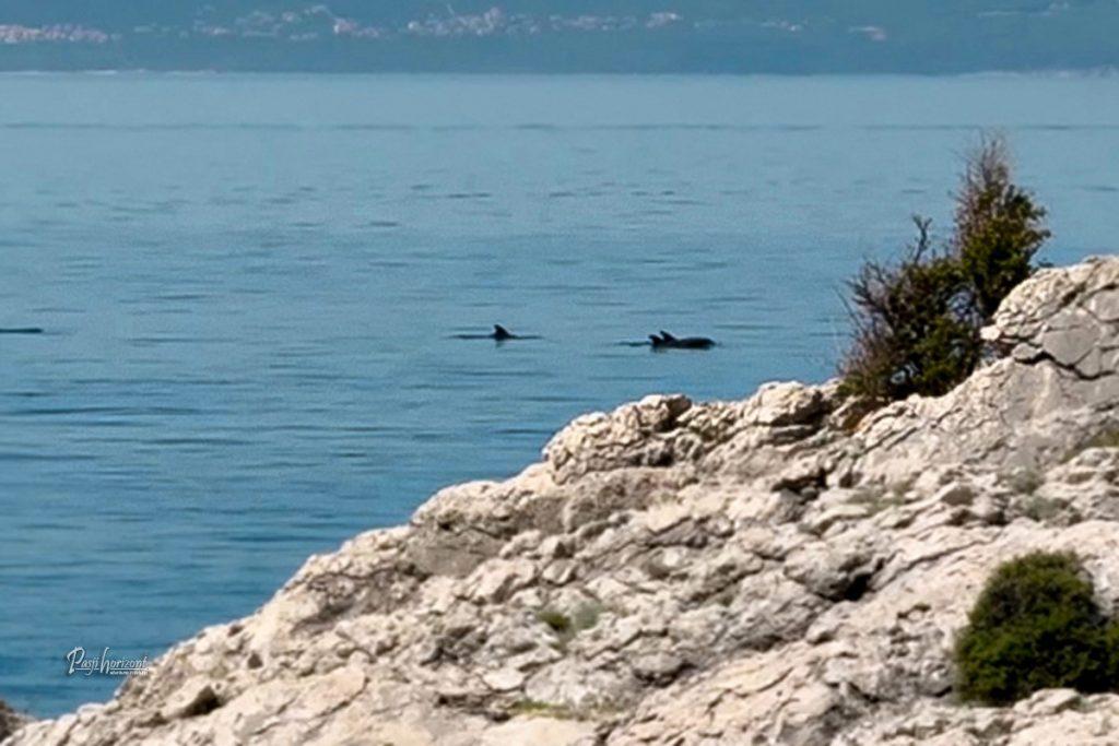 Silhuete delfinov. Igrajo in plavajo v morju ob obali sv. Blaž