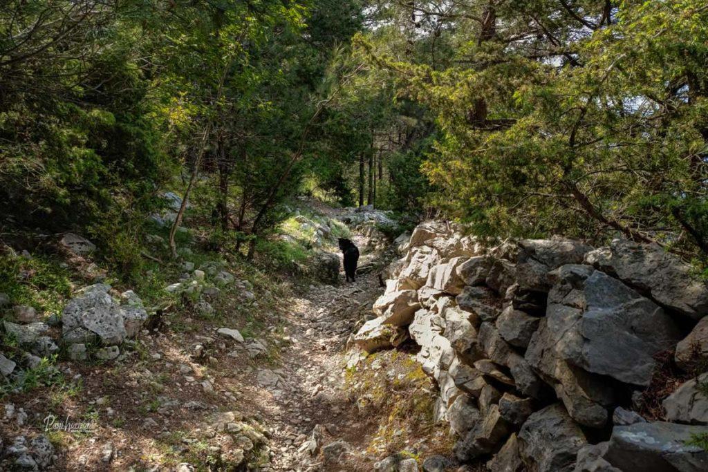 Gozdna pot iz Lubenic proti plaži Sv. Ivan