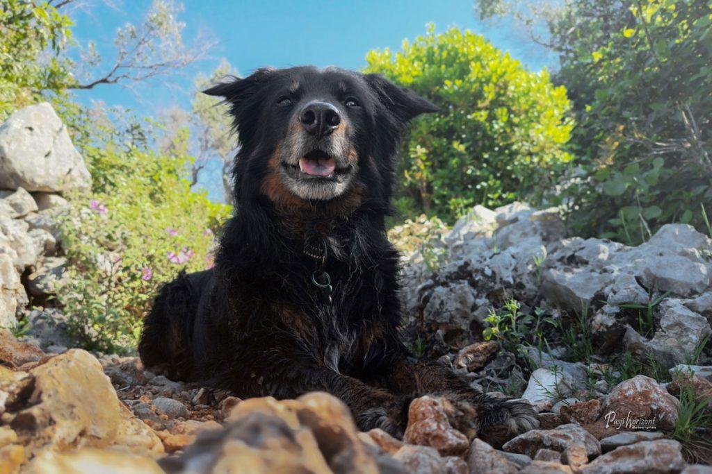 Pes leži na kamniti pohodni poti na otoku Cres