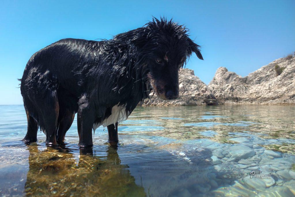 Moker pes stoji v plitvi vodi na plaži sv. Blaž na otoku Cres