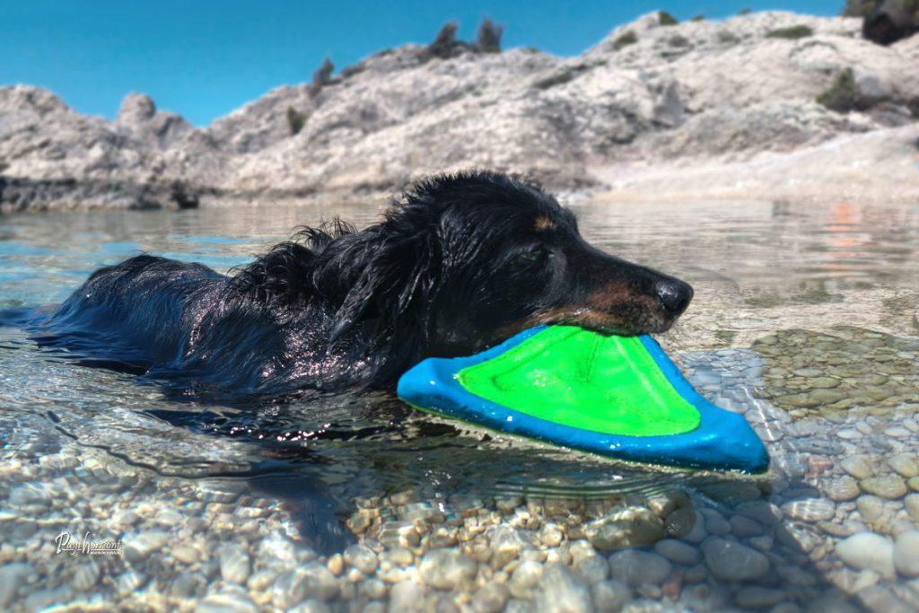 Pes plava v morju z igračo v gobcu na plaži sv. Blaž na Cresu