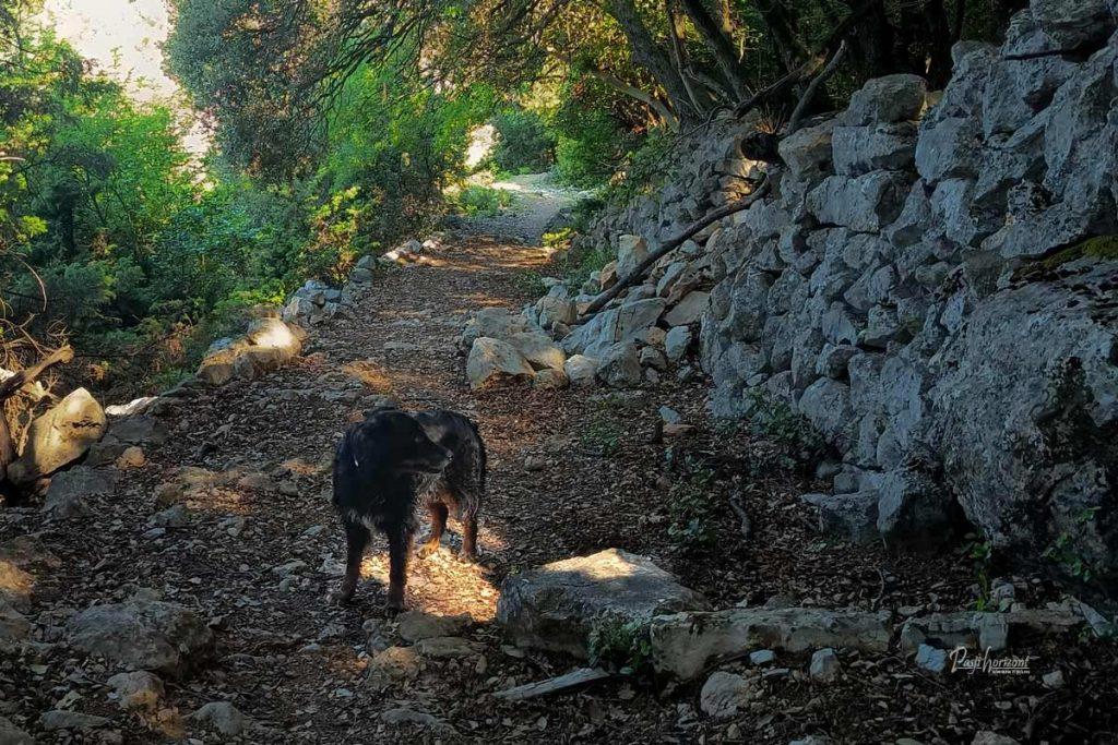 Pes hodi po kamniti poti proti plaži sv. Blaž na otoku Cres