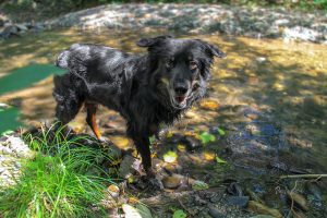 Pes ob vodi v Besnici
