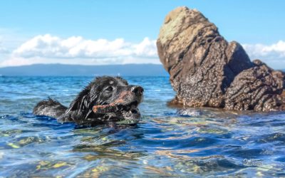 Kopanje psa in skrb za njegovo čistočo