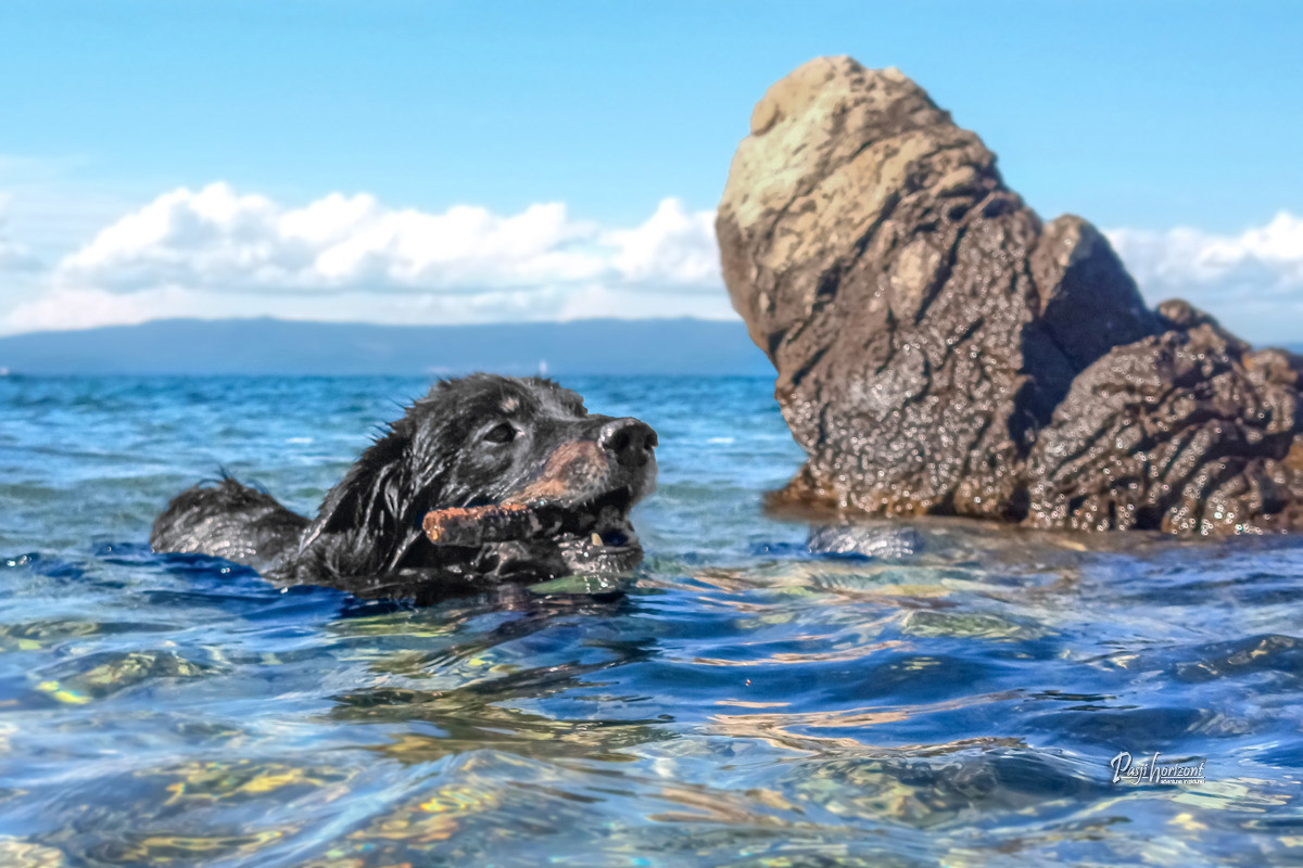 Pasji horizotn, plavanje, fetch palica