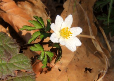 Podlesna vetrnica, utrinek
