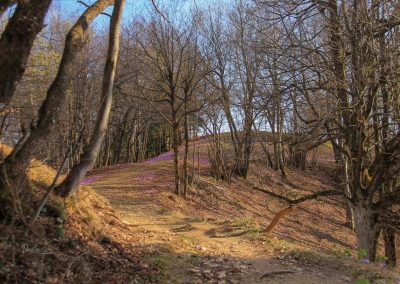 Od svetega Jakoba proti Rogu