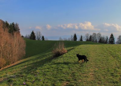 Utrinek s poti proti Rogu, Polhograjsko hribovje