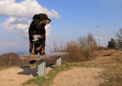 Pes pozira na klopci na Rogu