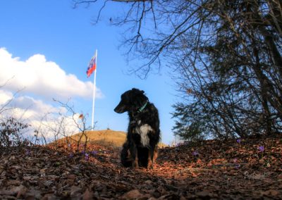 Pes pozira na vrhu Roga, v ozadju zastava