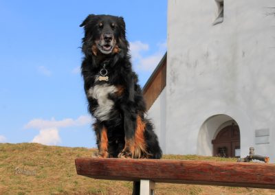 Pes na klopci ob cerkvi svetega Jakoba