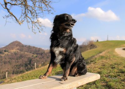 Pes pozira na klopci na svetem Jakobu