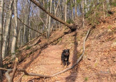 Pot na sveti Jakob v hrib skozi gozd