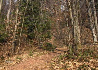 Pot v gozd, ko sestopimo iz ceste proti svetemu Jakobu