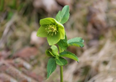 Teloh na svetem Jakobu