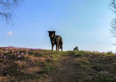Utrinek na poti iz svetega Jakoba do Roba