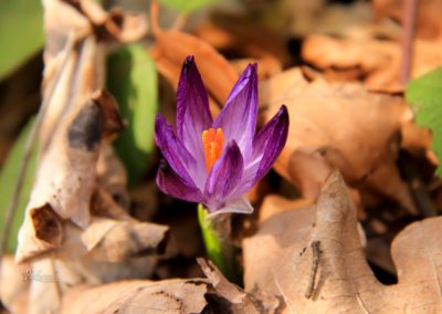 Žafran, sveti Jakob