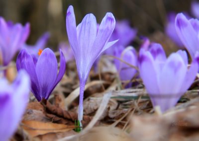 Žafrani na Rogu, streljaj od svetega Jakoba