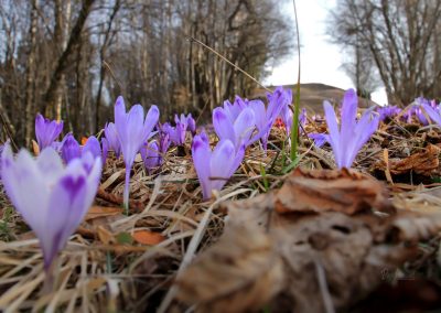 Žafrani na svetem Jakobu, Topole