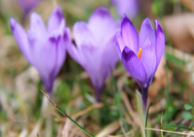 Žafrani na svetem Jakobu, Topole