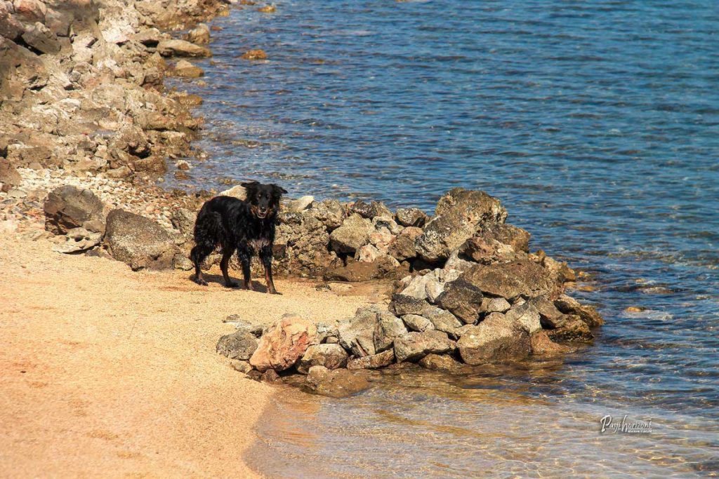 Pes stoji ob turkiznem morju na peščeni in kamniti obali Cresa