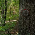 Oznaka na drevesu za Tolsti vrh