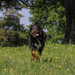 Pes teče po travniku na Osolniku